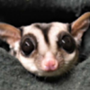 Meet your Posher, Brandi